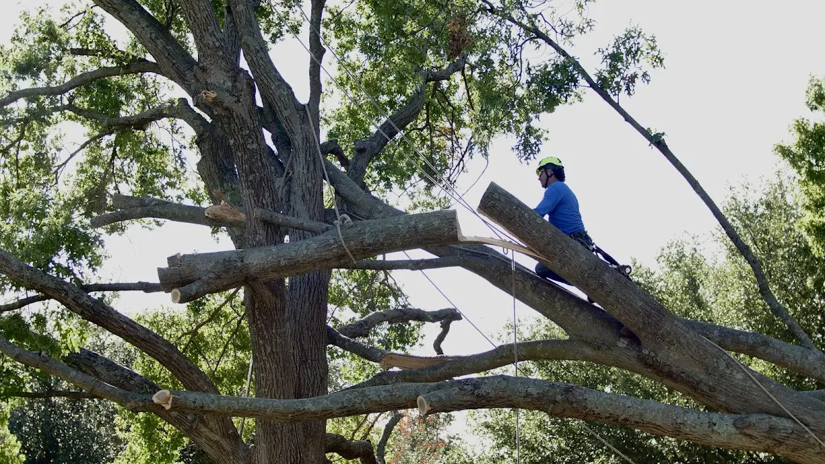 Professional Crown Thinning performed by certified arborists in Walterville
