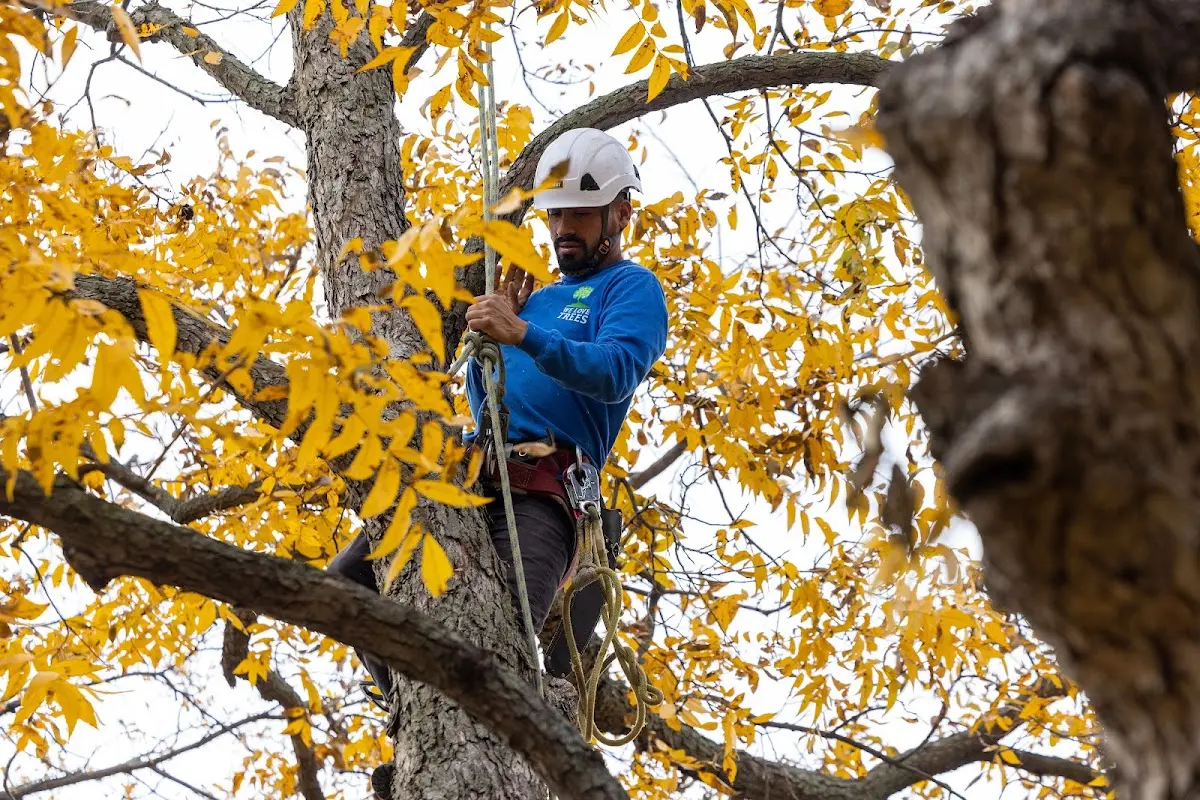 Skilled Tree Pruning crew working in Walterville